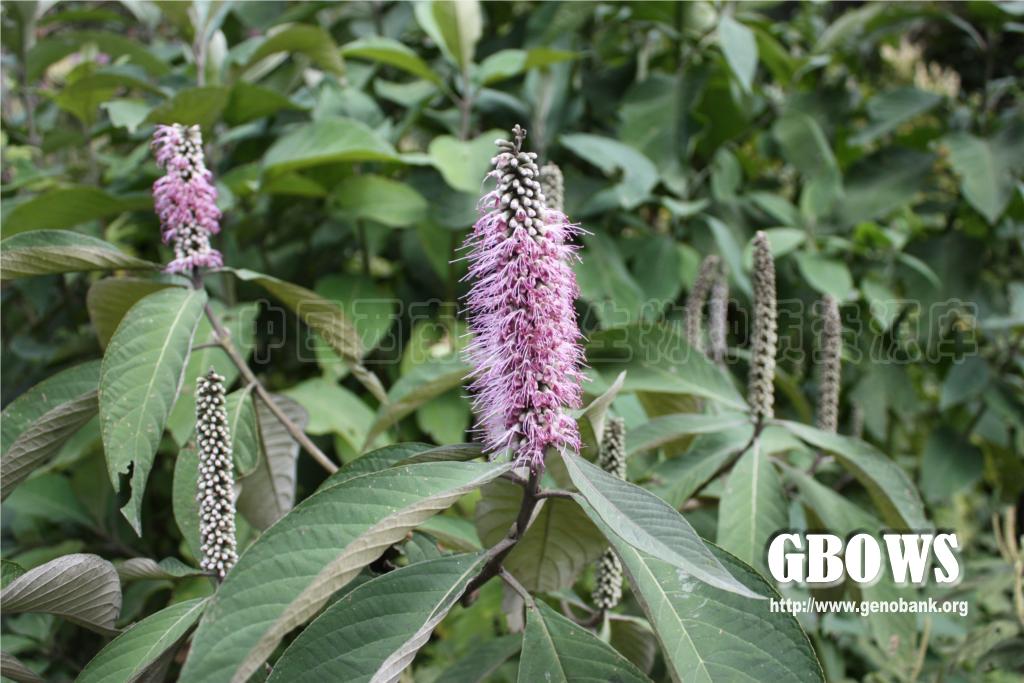 米团花leucosceptrumcanumsm